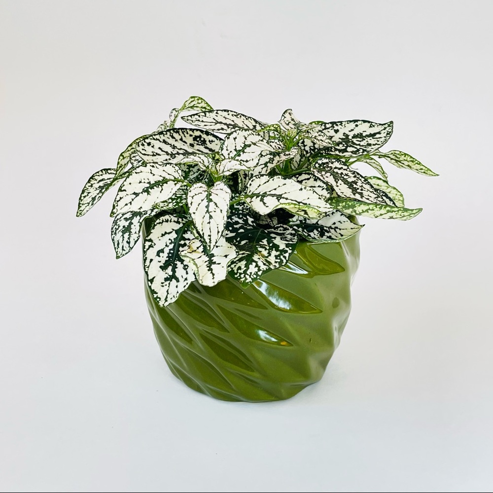 Pink Polka Dot Plant - Picture 8 of 8